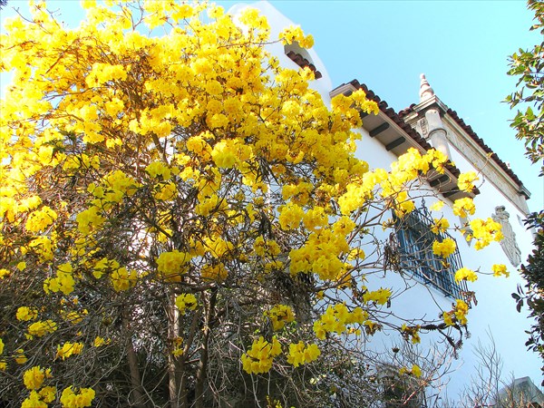146-Дерево с желтыми цветами